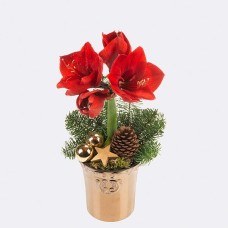 Rote Amaryllis in einem Topf mit 2 Ferrero Rocher