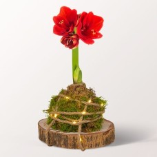 Rotes Amaryllis-Arrangement