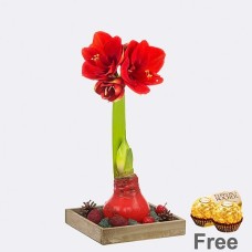 Rote Amaryllis auf Holztablett mit 2 Ferrero Rocher