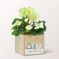 Weiße Schneerose in Holzbox