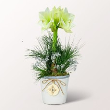 Weiße Amaryllis in einem hübschen Keramiktopf
