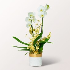 Weiße Orchidee in einem eleganten Topf