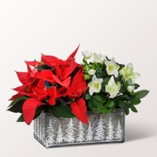 Traumhafter Wintermix