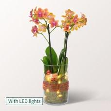 Orange Orchidee im Glas