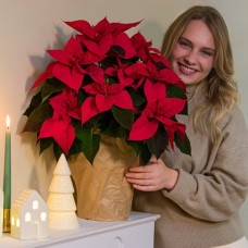 Großer Weihnachtsstern in Papiertüte