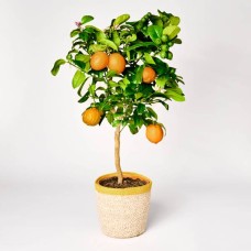 Orangenbaum