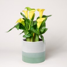 Gelbe Calla im Topf