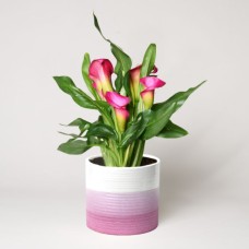 Rosa Calla im Topf