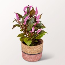 Rosa Celosia