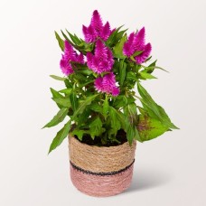 Flieder Celosia