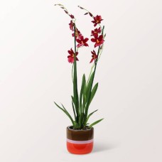 Duftende Orchidee im Keramiktopf