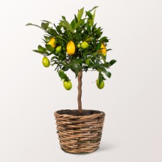 Limequatbaum im Weidenkorb