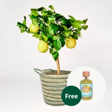 Zitronenbaum mit Limoncello