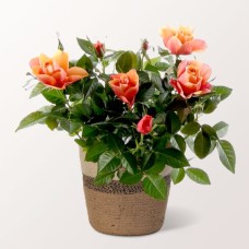Orangefarbene Rose im Korb