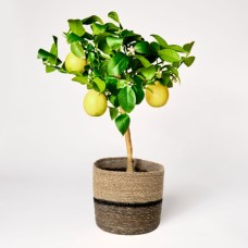 Zitronenbaum