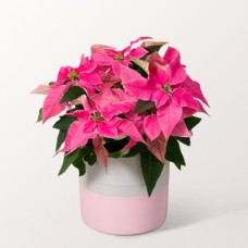 Rosa Weihnachtsstern