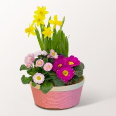 Frühlingsblüher im Korb