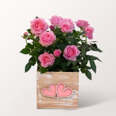 Rosa Rose zum Frauentag in einem hübschen Holztopf