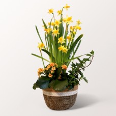 Frühlingsgarten im Weidenkorb