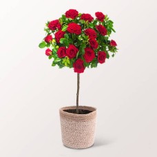 Roter Rosenbusch mit Ferrero Raffaello