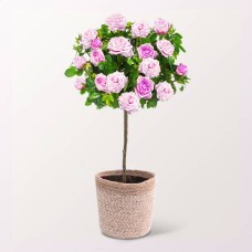 Rosa Rosenbusch mit Ferrero Raffaello