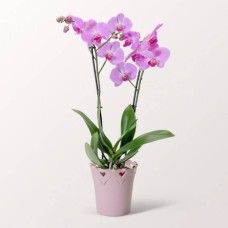 Hellrosa Orchidee im Topf