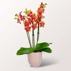 Orange Orchidee in einem Keramiktopf