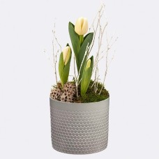 Weiße Tulpen in einem Topf mit Ferrero Raffaello