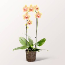 Gelbe Orchidee in einem Seegraskorb
