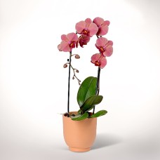 Lachsrosa Orchidee in einem Topf