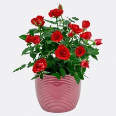 Rote Rose im Topf mit 2 Ferrero Rocher