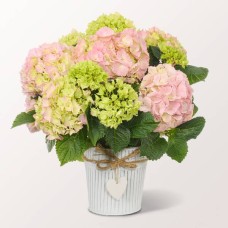 Hellrosa Hortensie im Zinktopf