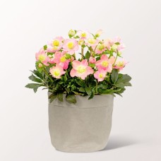 Hellrosa Schneerose in Kraft Pod Easy grau mit 2 Ferrero Rocher