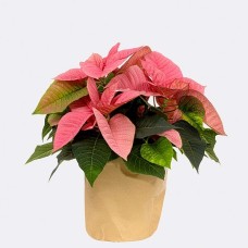 Hellrosa Weihnachtsstern in Papiertüte mit 2 Ferrero Rocher
