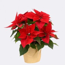 Roter Weihnachtsstern in Papiertüte mit 2 Ferrero Rocher