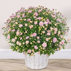Hellrosa Chrysanthemen in einem weißen Korb