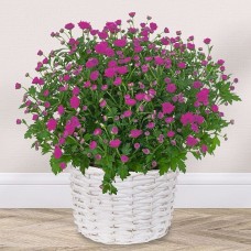 Rosa Chrysanthemen in einem weißen Korb