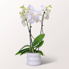 Weiße Orchidee in einem sprudelnden Topf