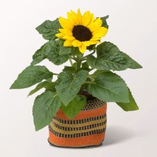 Sonnenblume im Sisalkorb