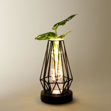 Wasserpflanze Monstera im Metallgefäß