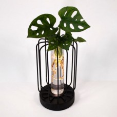 Wasserpflanze Monstera im runden Metallgefäß