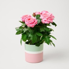 Hellrosa Rose in einem modernen Keramiktopf