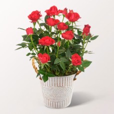 Rote Rose im Zinktopf