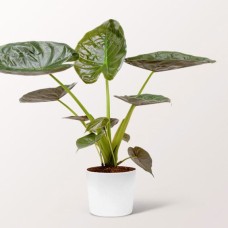 Pfeilblatt (Alocasia wereii)