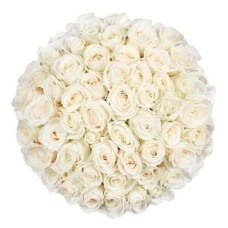 50 Premium-weiße Rosen