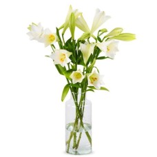 Lilien - Weiße Himmelslilien (Klein)