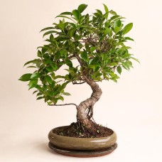 12 Jahre alter Bonsai