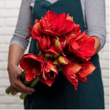 Ferrari Amaryllis
