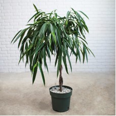 Ficus Alii