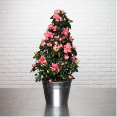 Rosa Pyramidenazalee
